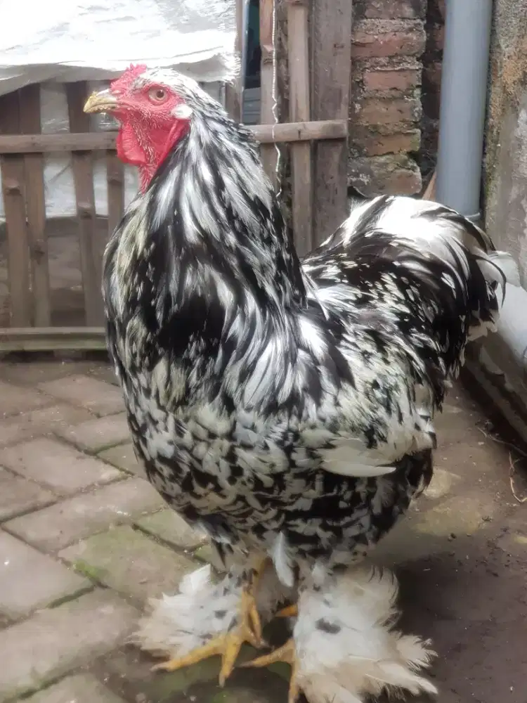 Jago Brahma Super Jumbo