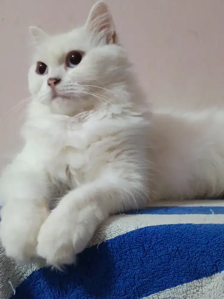 Adult Medium persian