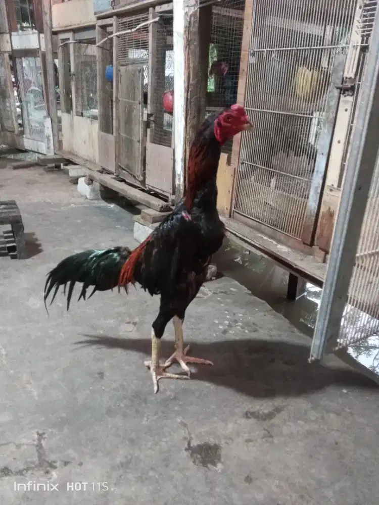 Ayam Bangkok wiring galih Samo x Bangkok