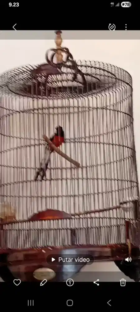 Murai medan gacor fullset