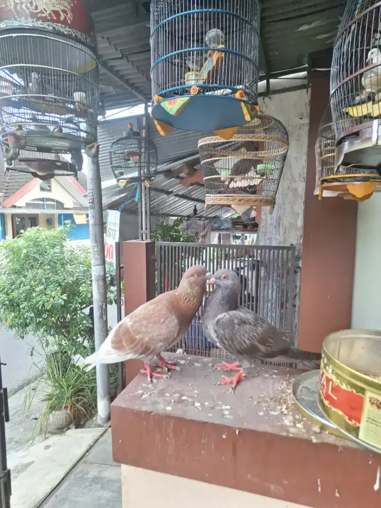 Merpati Giring Keras BALAP Sprint Sepasang