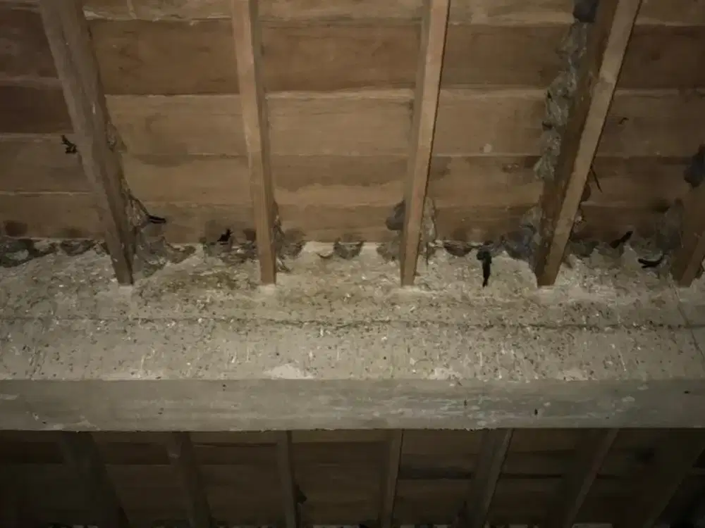 JUAL/SEWA/KERJASAMA STRATEGIS Rumah Walet konstruksi Beton + Kayu Jati di Tepi Jalan Raya Bangilan, Tuban, Jawa Timur