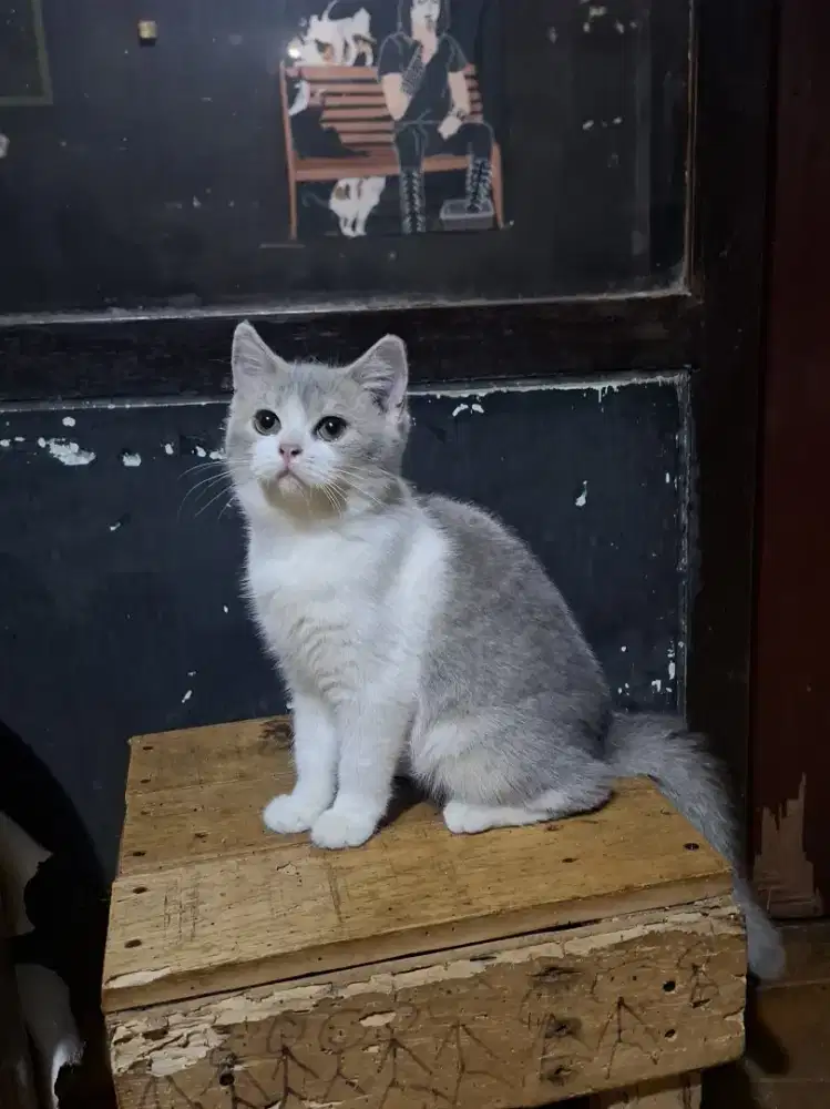 kucing bsh mix betina/munchkin/peaknose/British Shorthair