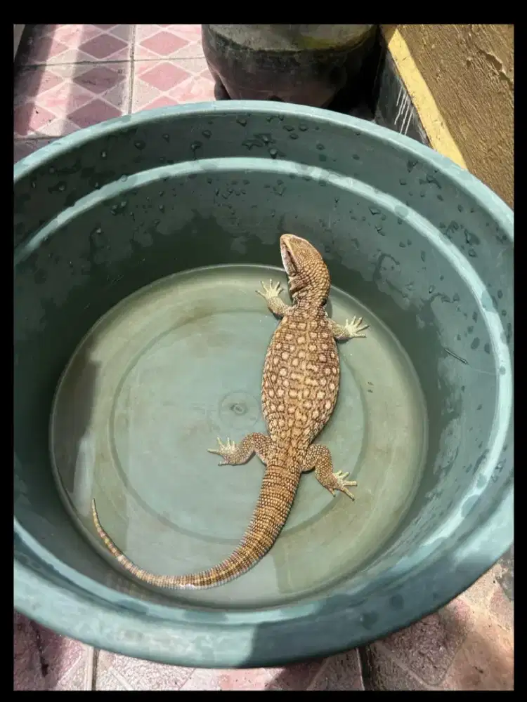 SAVANNAH MONITOR SAVMON 50CM