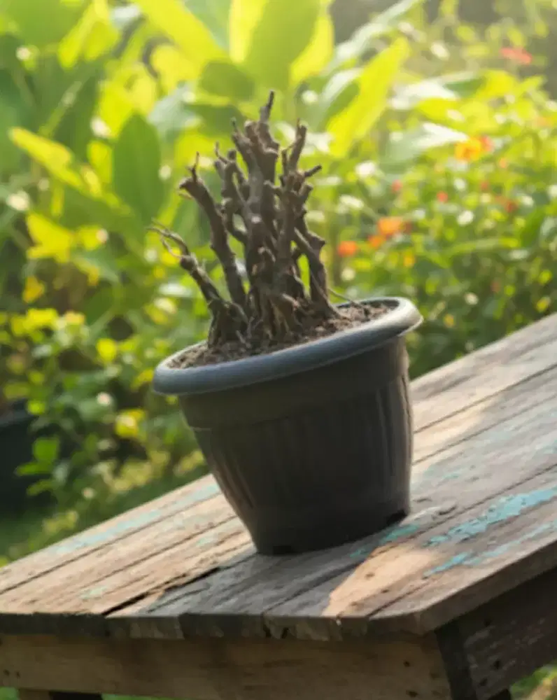 Bahan bonsai iprik preh