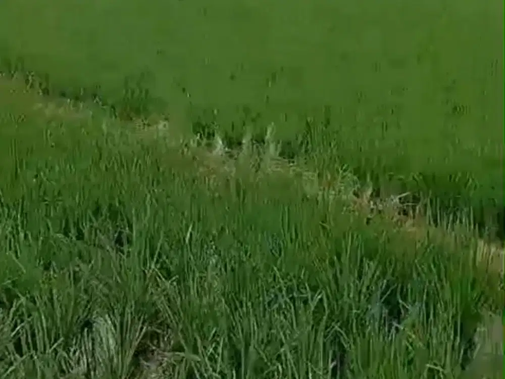 Tanah Sawah Produktif lt 1,4 H Bumin Cikarang Bekasi