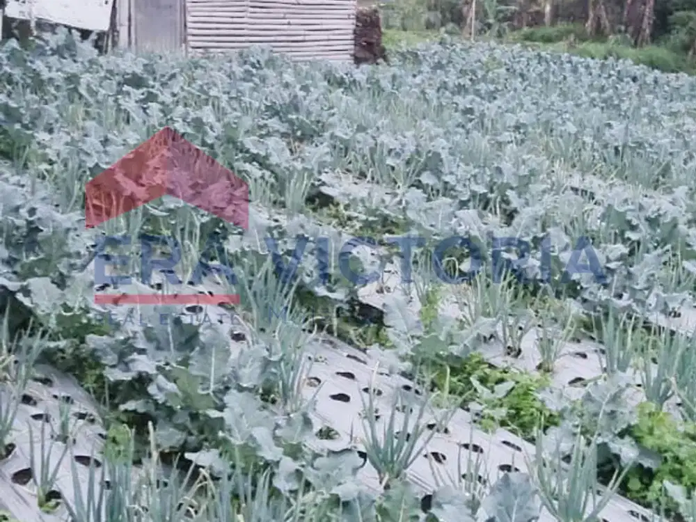 Tanah Strategis Kawasan Wisata Dingin Ideal untuk Villa atau Resto