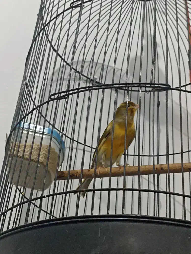 kenari gacor lengkap