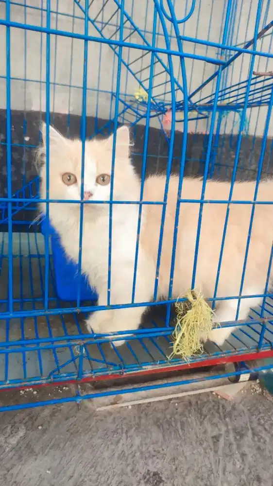 Adopt persian flatnose paket 2 ekor