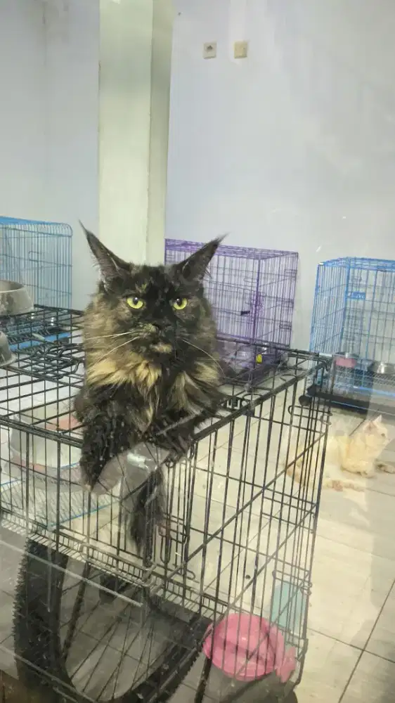 Mainecoon Betina Female NP