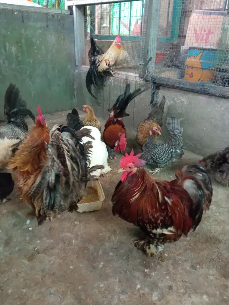 Ayam hias chochin sepasang