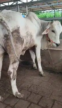 sapi putih jantan 350kiloan ongole siap potong hajatan nazar sedekahan