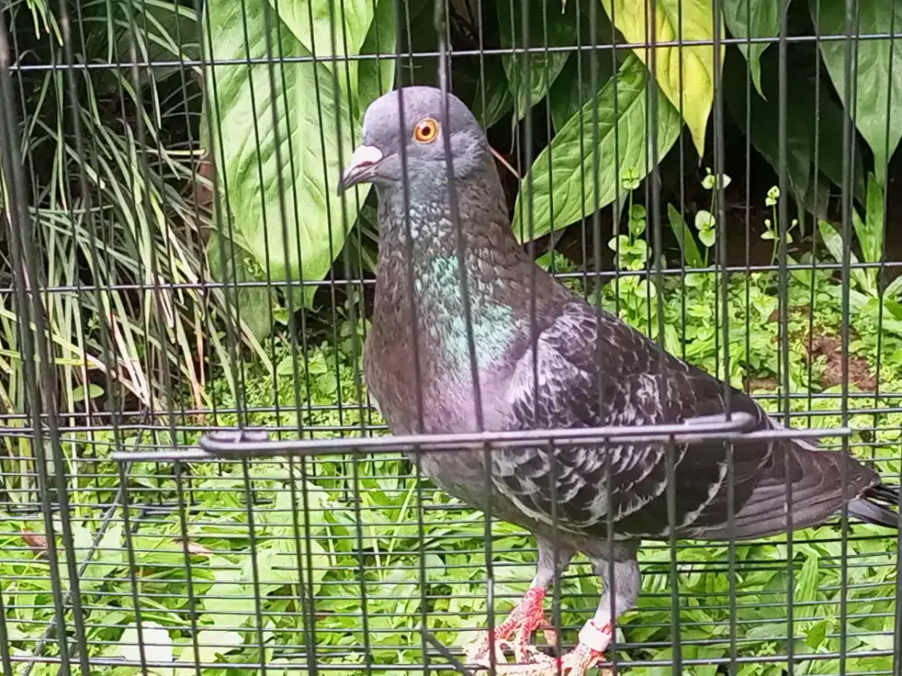 Doro Jantan Trah Kualitas