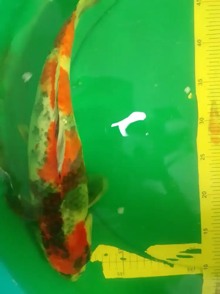 Ikan koi jenis Showa Kage 42cm warna metalik