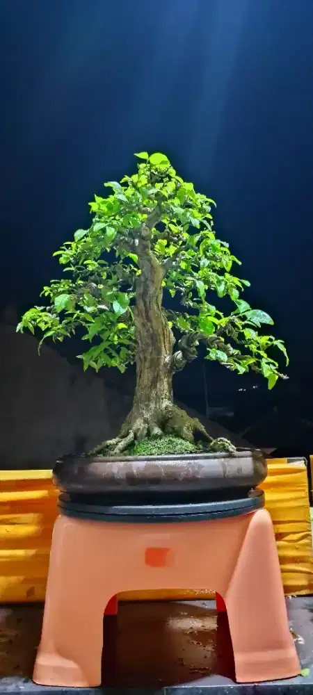 Bonsai anting putri siap ikut kontes nasional