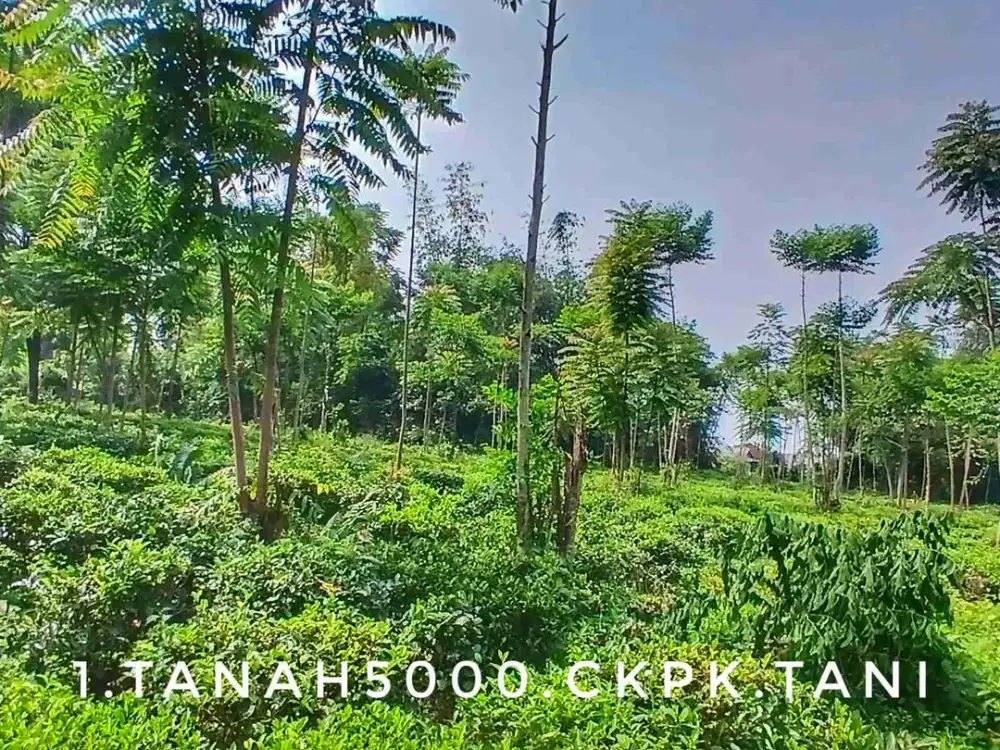 Dijual tanah kebun luas subur pinggir jalan strategis lingkungan asri dekat kota