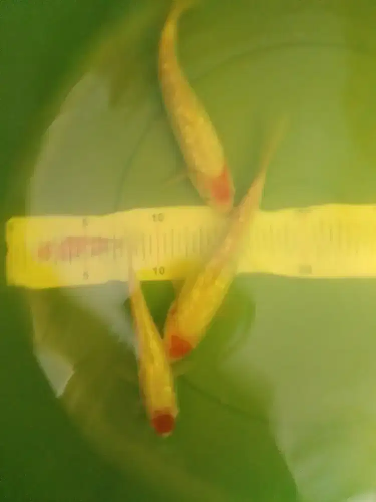 Ikan koi jenis Tancho Ginrin 17cm antikan