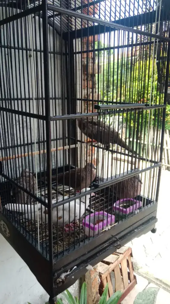 Jual burung tekukur dan burung puter blorok