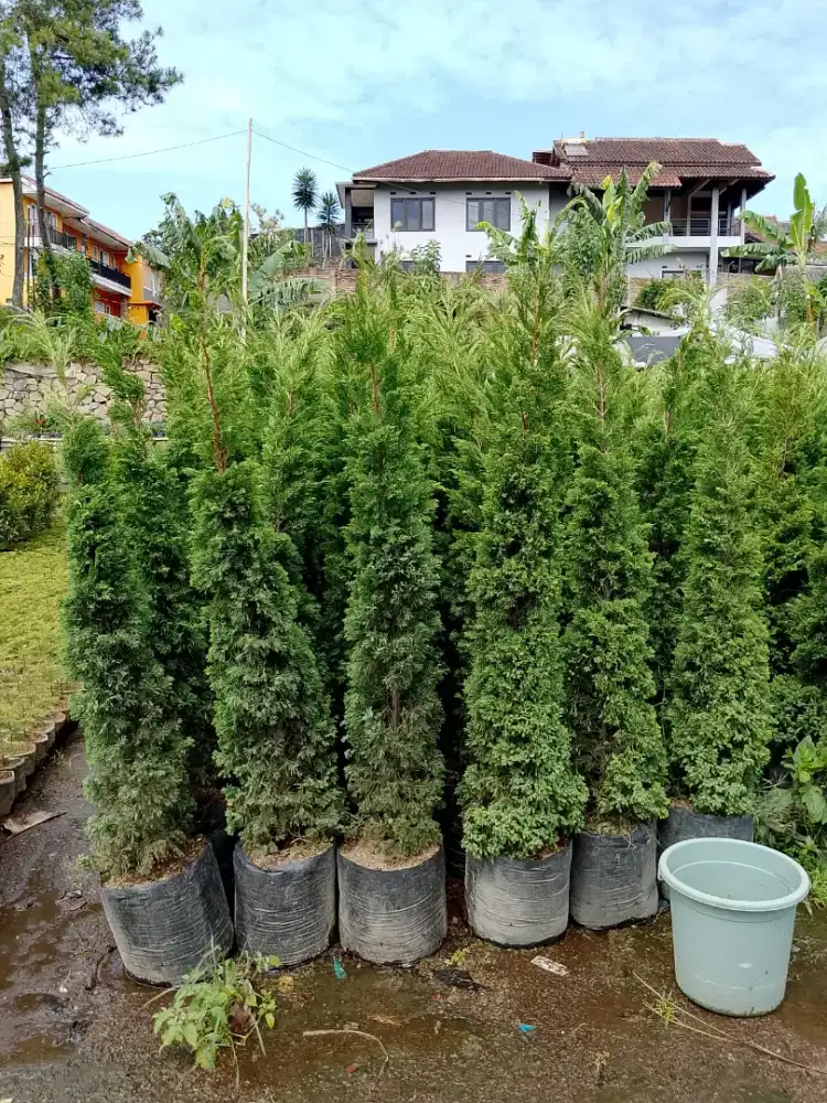 Jual pohon Cemara pua pua/lilin