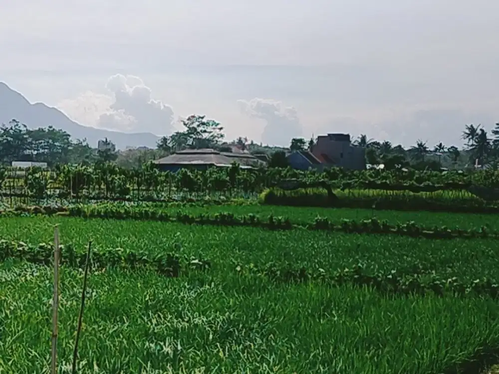 murah sawah luas 4000 meter pinggir jalan aspal desa