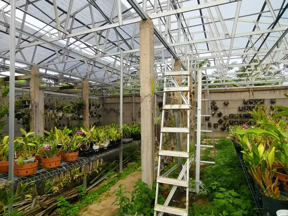 JUAL GUDANG TANAMAN ANGGREK MALANG