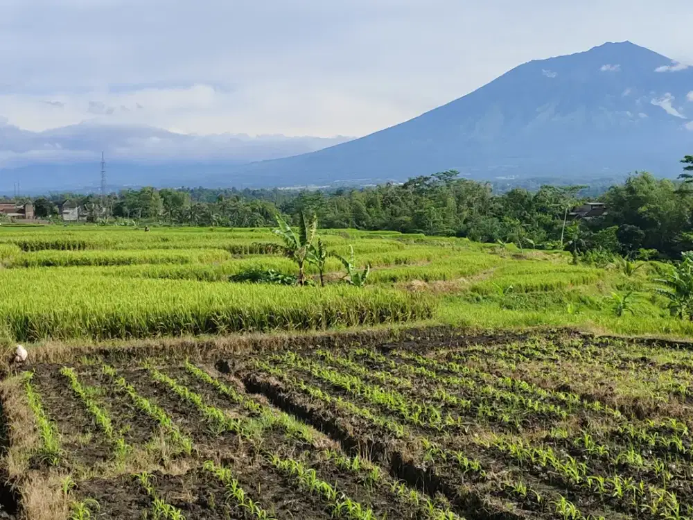 TANAH SAWAH MURAH 350 RIBU PERMETER