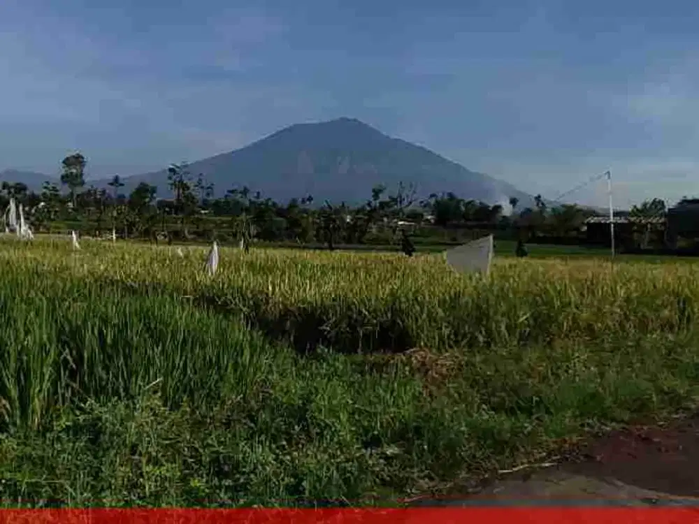 Sawah malang murah sertifikat