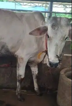 sapi potong jantan 200kiloan 1 tahunan layak potong hajatan sedekahan