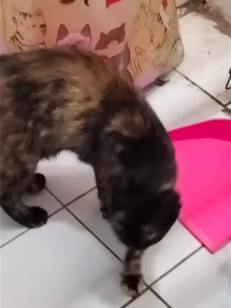 Kucing Persia bulu pendek warna mix