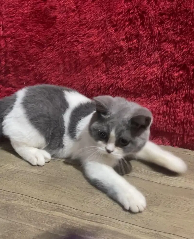 Kucing brittish shorthair line import