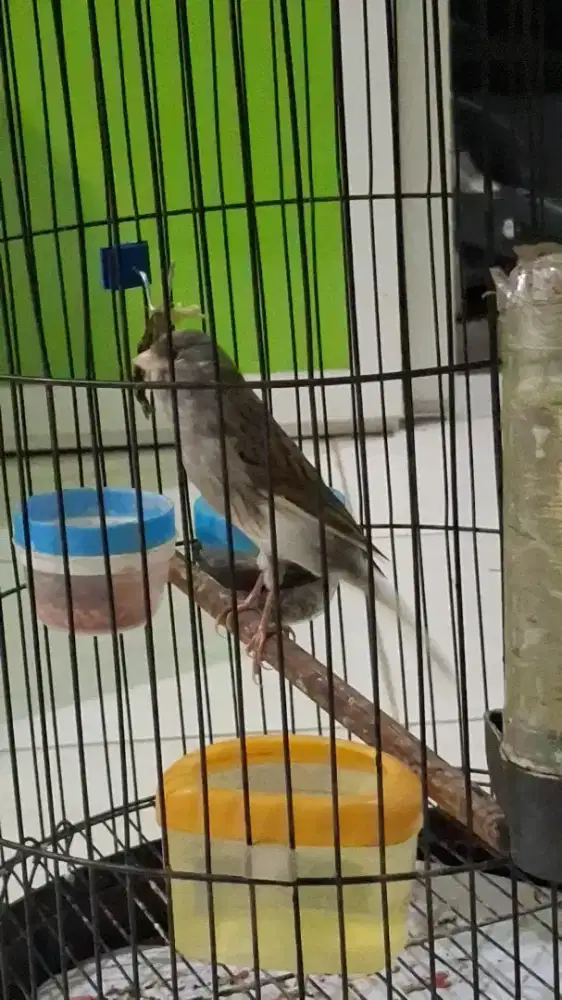 F1 RASMI X SF POSTUR