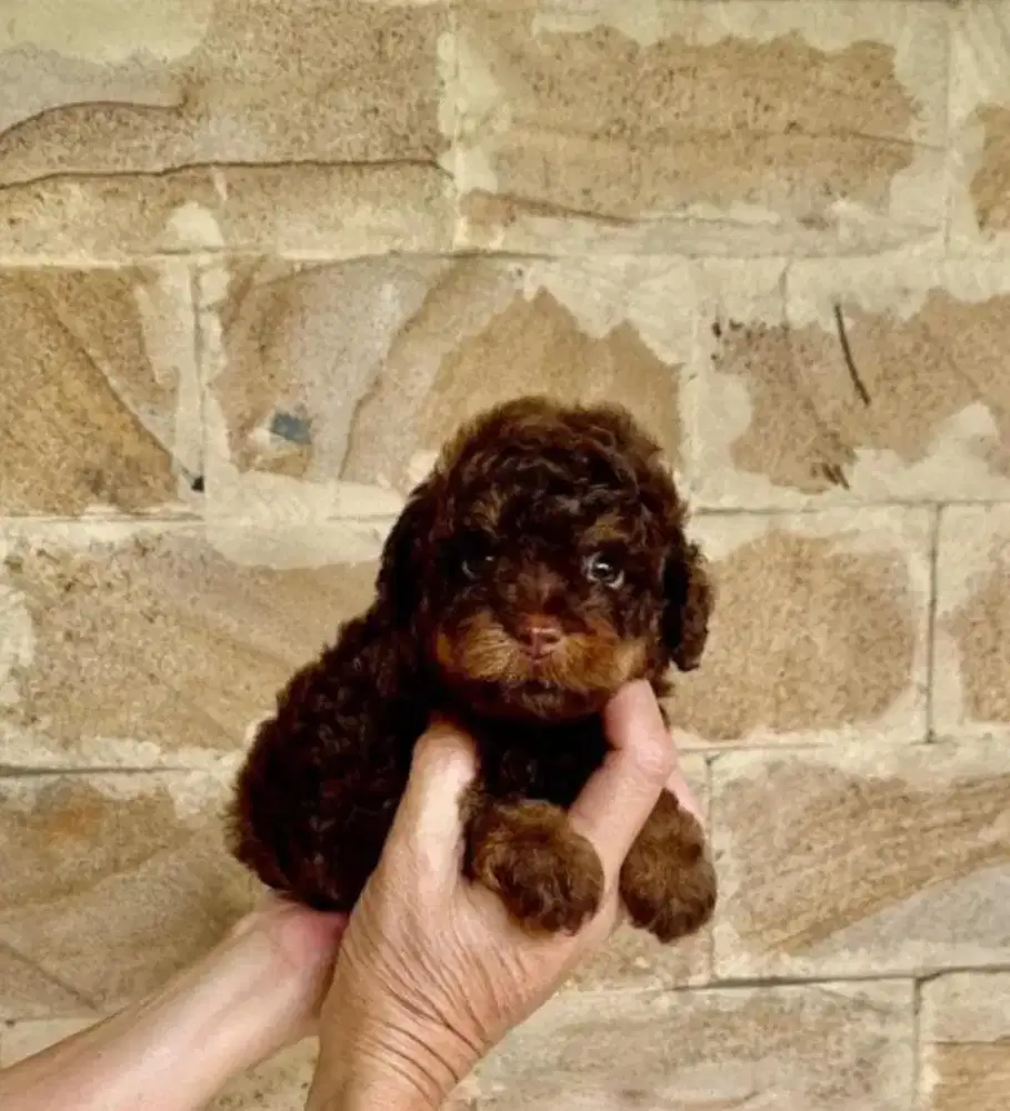 Poodle phantom choco dan choco