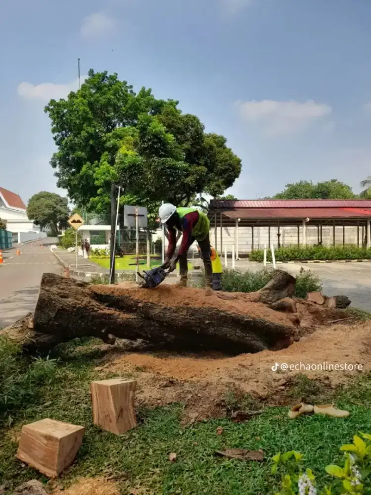 Jasa tebang pohon