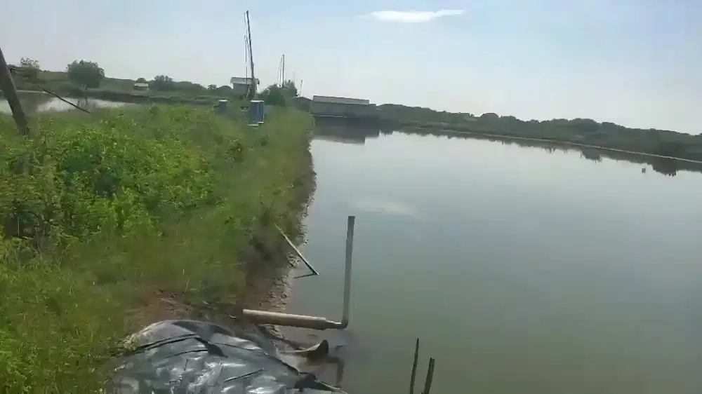 Dijual Tanah Tambak Udang Vaname di Subang-Jayamukti