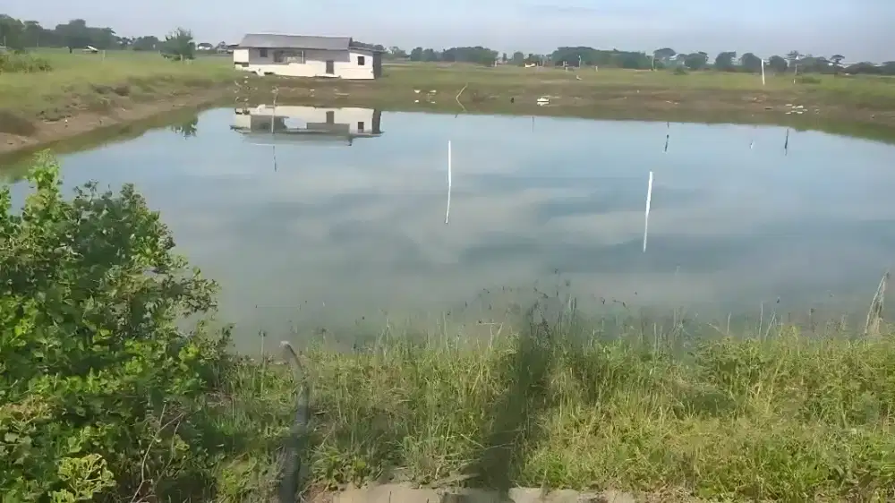 Disewakan Tambak Udang Vaname di Subang-Jayamukti