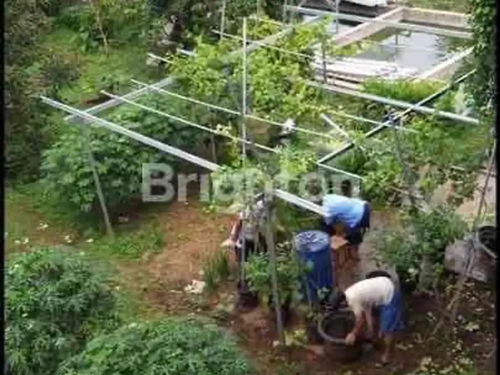 RUMAH 2 LT  INDUSTRIAL STYLE DENGAN KEBUN BUAH SIAP PANEN DI RANCA BUNGUR BOGOR.
