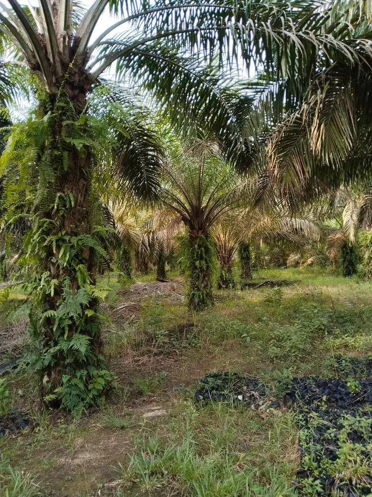 DIJUAL LAHAN SAWIT PRODUKTIF DAN MURAH!!!