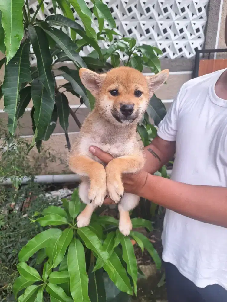 Shiba Inu jepang cakep