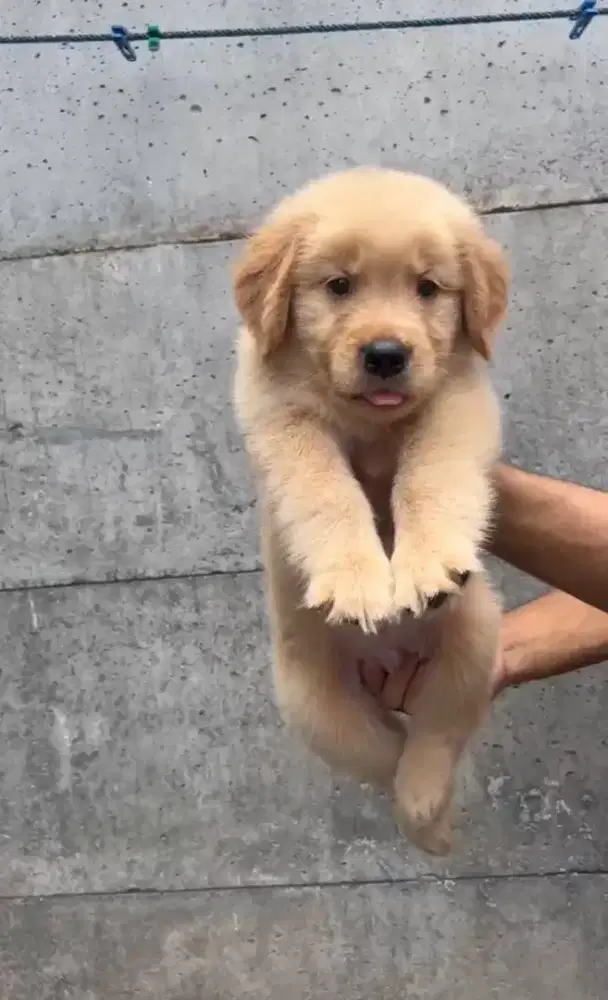 Golden Retriever big size