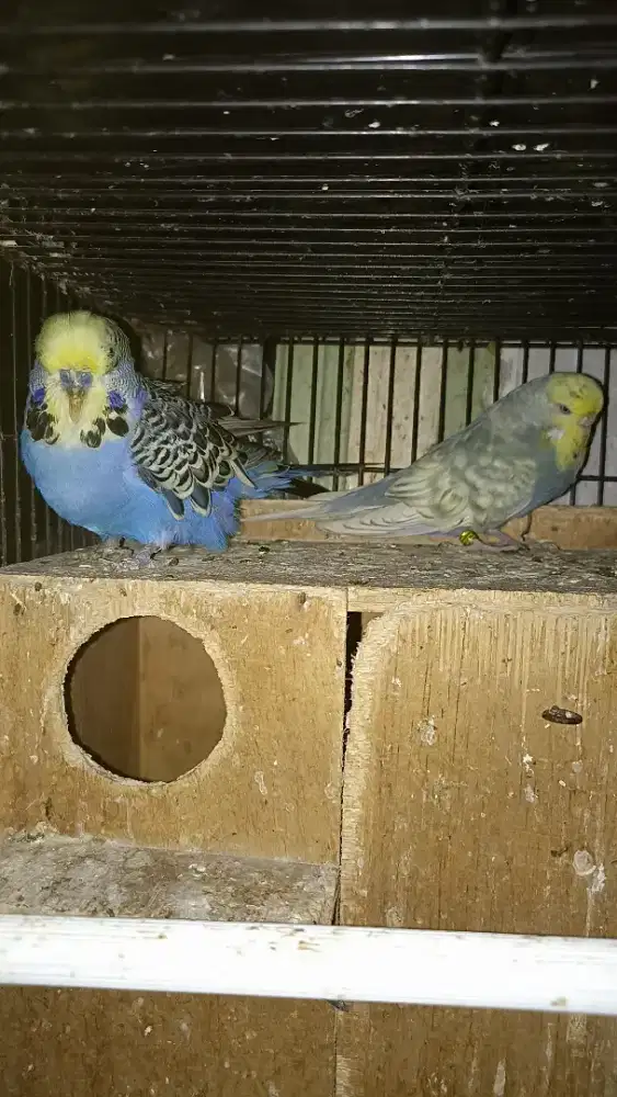 Parkit Holland original