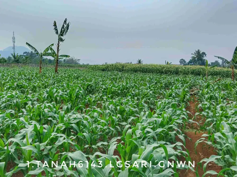 Dijual tanah datar kebun luas pinggir jalan strategis akses pribadi dekat kota