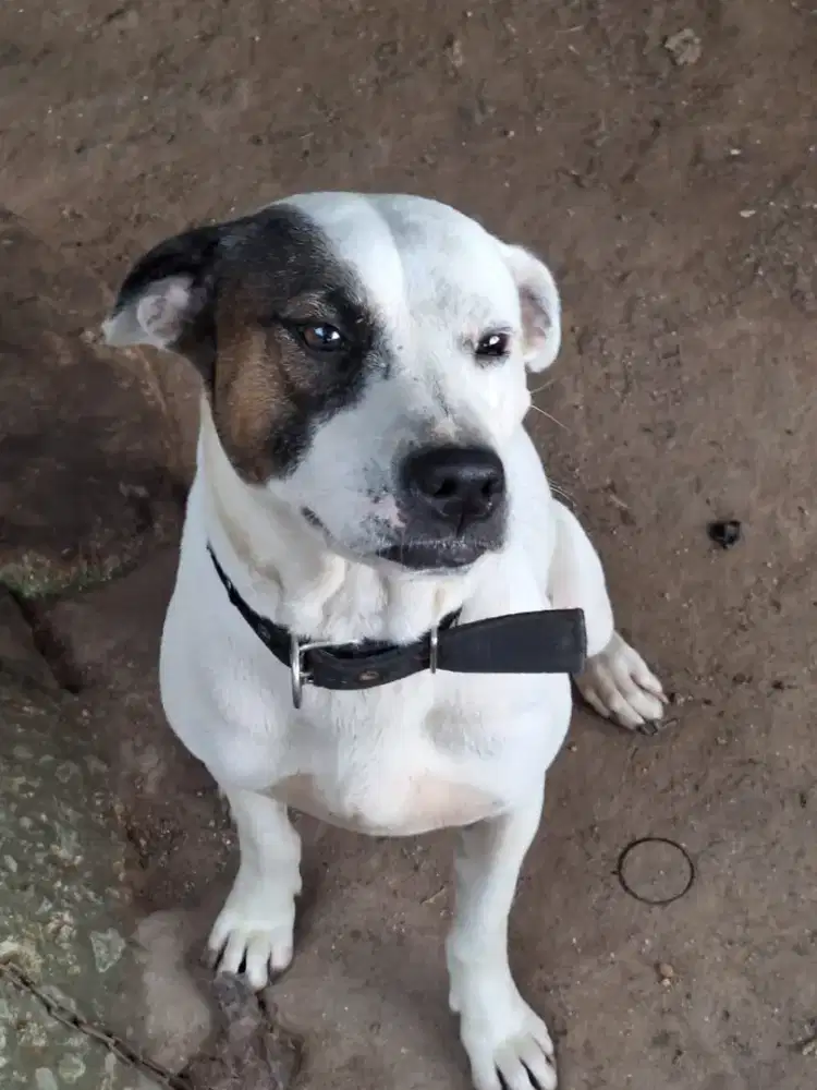 Anjing kampung Jantan