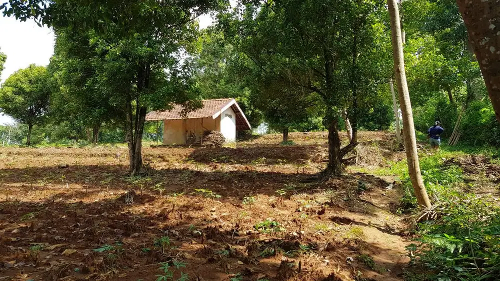 Dijual 11,523 m2 Tanah Untuk Perumahan di Bleber, Cluwak, Pati