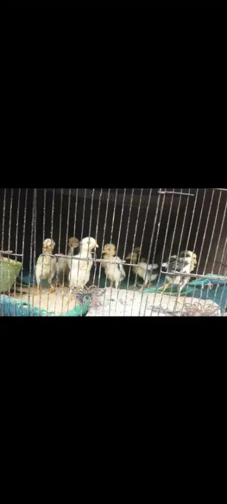 Jual anakan ayam Bangkok aduan.