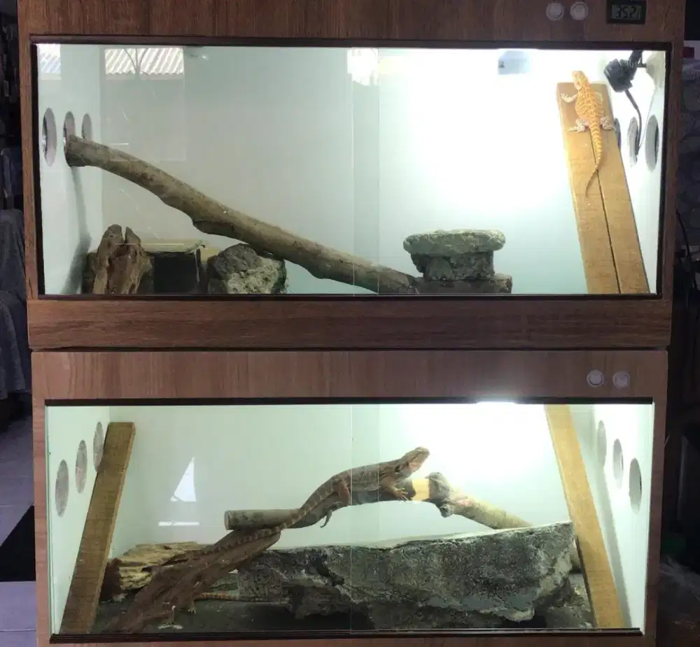 Kandang reptil kandang bearded dragon