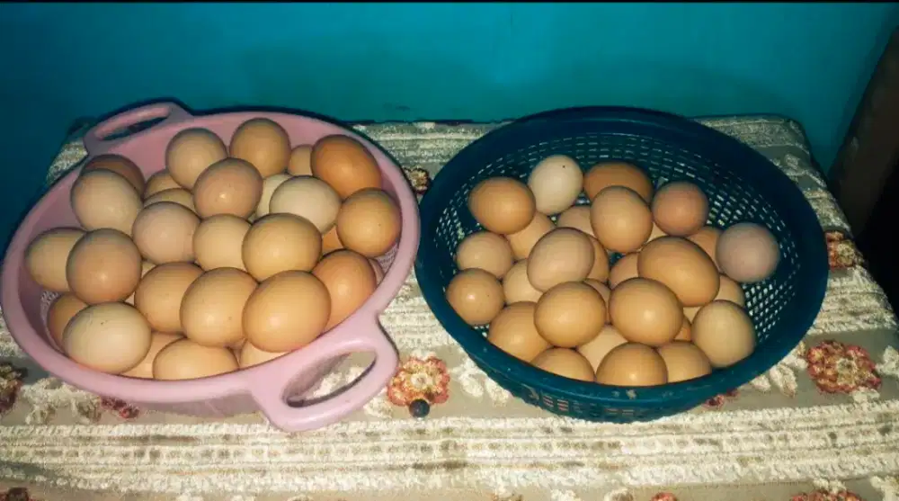 Telur Ayam kampung