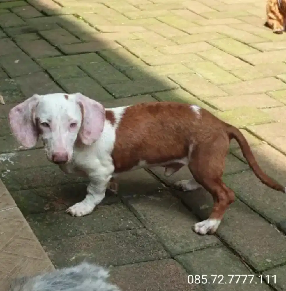 Anjing Tekel / Dachshund, piebald, Jantan, minat serius wa no di foto