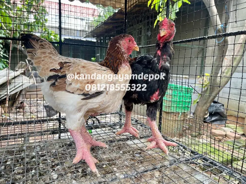 Ayam dong tao sepasang