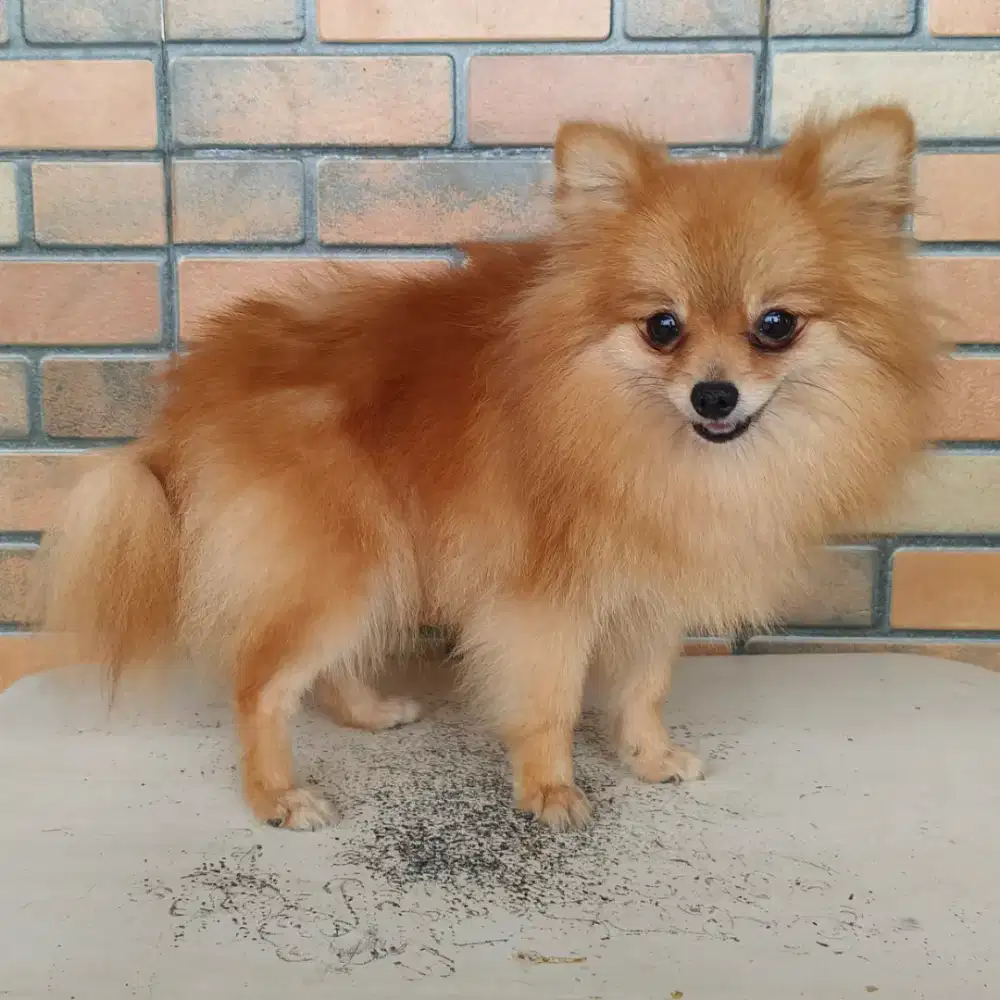 calon indukan minipom stamboom microchip