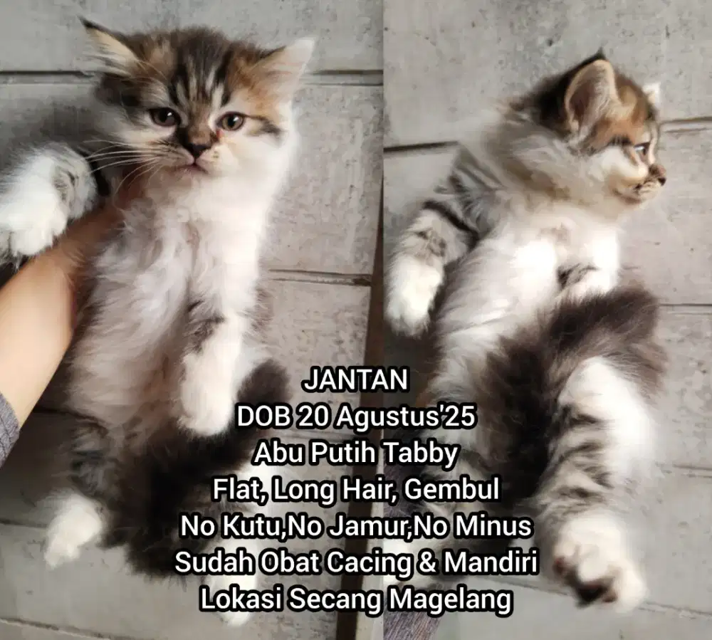 Kucing Persia Flatnose Jantan Abu Putih Tabby